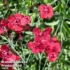 Dianthus Deltoides 'Flashing Light' -Perfect Greenery DIAN FLASHINGL S44999