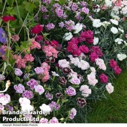 Dianthus 'Garden Pleasures Collection' -Perfect Greenery DIAN GARDENPLE T44438