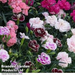 Dianthus 'Garden Pleasures Collection' -Perfect Greenery DIAN GARDENPLE T444391