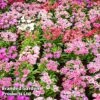 Dianthus Deltoides 'Maiden Pink' 1 Dianthus Deltoides 'Maiden Pink' -Perfect Greenery DIAN MICROCHIP L29884