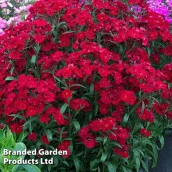 Best Value Perennial Collection -Perfect Greenery DIAN ROCKINRED S36483202