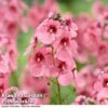 Diascia Personata 'Hopleys' -Perfect Greenery DIAS WKC7169 B