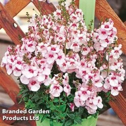 Diascia 'Divara Collection' -Perfect Greenery DIAS DIVBLUSH S45555