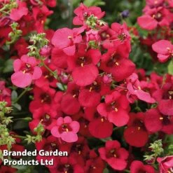 Diascia 'Divara Collection' -Perfect Greenery DIAS DIVDEEPRE S45558