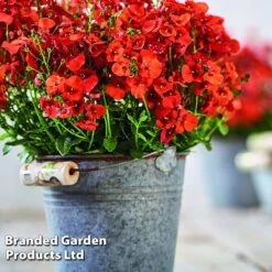 Diascia 'Divara Collection' -Perfect Greenery DIAS DIVORANGE S45559