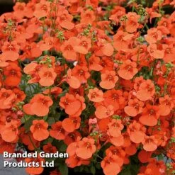 Diascia 'Divara Collection' -Perfect Greenery DIAS DIVORANGE S45560