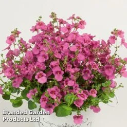 Diascia 'Divara Collection' -Perfect Greenery DIAS DIVPINK S45561