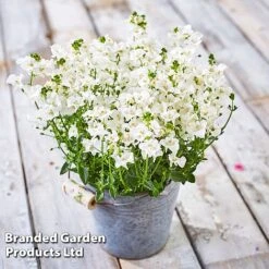 Diascia 'Divara Collection' -Perfect Greenery DIAS DIVWHITE S45556