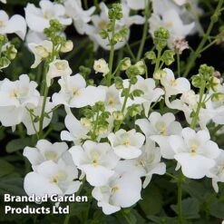 Diascia 'Divara Collection' -Perfect Greenery DIAS DIVWHITE S45557