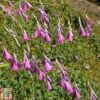 Dierama Pulcherrimum -Perfect Greenery DIER T78140 A h