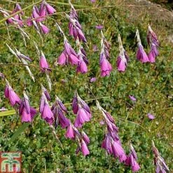 Dierama Pulcherrimum