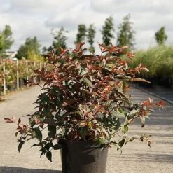 Diervilla Splendens 'Diva' -Perfect Greenery DIER DIVA S45435 NOW