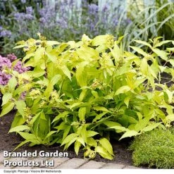 Diervilla Rivularis 'Honeybee' -Perfect Greenery DIER HONEYBEE H61937