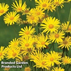 Perennial Eternal Flowering Collection -Perfect Greenery DORO LITTLELEO L111152021