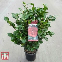Camellia Japonica 'Doctor King' -Perfect Greenery DRKI 17664 A1