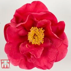 Camellia Japonica 'Doctor King' -Perfect Greenery DRKI 17665 A1