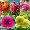 Dahlia 'Dark Diamond Mix' -Perfect Greenery Dahlia dd coll
