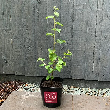 Downy Birch Tree (Betula Pubescens) Grown By Cotswold Trees 4 Downy Birch Tree (Betula Pubescens) Grown By Cotswold Trees - Image 2