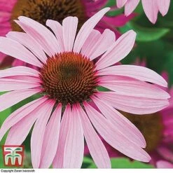 Bare Root Perennial Collection 12 Bare Root Perennial Collection -Perfect Greenery ECHI 10499 A1