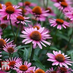 Everlasting Perennial Collection 16 Everlasting Perennial Collection -Perfect Greenery ECHI 10499 B1