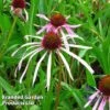 Echinacea Pallida -Perfect Greenery ECHI KA5190 A