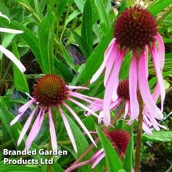 Echinacea Pallida -Perfect Greenery ECHI KA5190 B