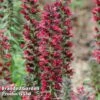 Echium Amoenum Red Feathers -Perfect Greenery ECHI KA5230 A