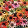 Echinacea Purpurea 'Primadonna Mixed' 2 Echinacea Purpurea 'Primadonna Mixed' -Perfect Greenery ECHI T74430 B
