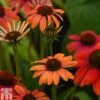 Echinacea 'Cheyenne Spirit' 2 Echinacea 'Cheyenne Spirit' -Perfect Greenery ECHI T82204 A