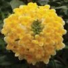 Edgeworthia Chrysantha -Perfect Greenery EDGE T58140 A h
