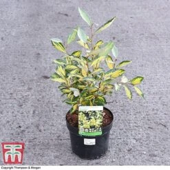 Elaeagnus X Ebbingei 'Eleador' -Perfect Greenery ELAE 3110 A