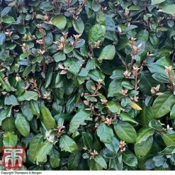 Elaeagnus Ebbingei -Perfect Greenery ELAE T58186 C