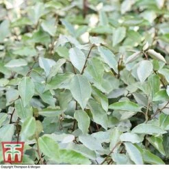 Elaeagnus Ebbingei -Perfect Greenery ELAE T58186 D1