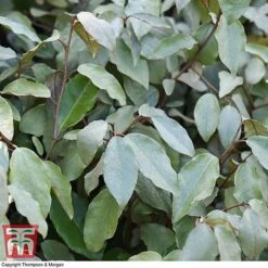 Elaeagnus Ebbingei -Perfect Greenery ELAE T58186 E