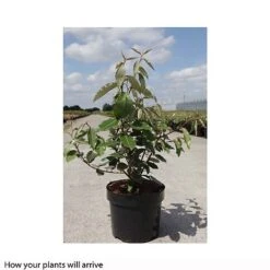 Elaeagnus X Ebbingei 'Clone' -Perfect Greenery ELAE T66208 A h