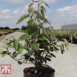 Elaeagnus X Ebbingei 'Clone' -Perfect Greenery ELAE T66208 B1