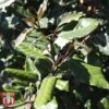 Elaeagnus X Ebbingei 'Clone' -Perfect Greenery ELAE T66208 C