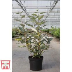 Elaeagnus X Ebbingei 'Eleador' -Perfect Greenery ELAE TKA3110 A