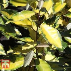Elaeagnus X Ebbingei 'Eleador' -Perfect Greenery ELAE TKA3110 C