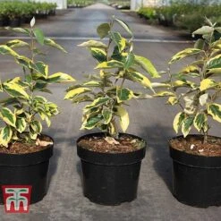 Elaeagnus X Submacrophylla 'Gilt Edge' -Perfect Greenery ELAE TKA3114 A