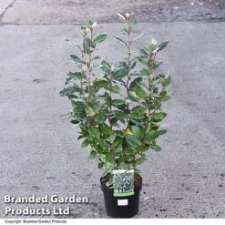 Elaeagnus Ebbingei 'Compacta' -Perfect Greenery ELAE COMPACTA T28146