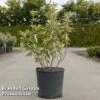 Elaeagnus Ebbingei 'Limelight' -Perfect Greenery ELAE LIMELIGHT S45438