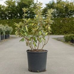 Elaeagnus Ebbingei 'Limelight' 5 Elaeagnus Ebbingei 'Limelight' -Perfect Greenery ELAE LIMELIGHT S45438 NOW
