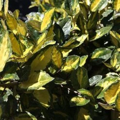 Elaeagnus Pungens 'Maculata' -Perfect Greenery ELAE MACULATA S45440 NOW