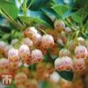 Enkianthus Campanulatus -Perfect Greenery ENKI T59928 A