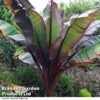 Ensete 'Ethiopian Black Banana' -Perfect Greenery ENSE MAURELLI H50598
