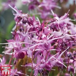 Epimedium 'Lilafee'