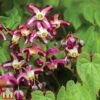 Epimedium 'Rubrum' 1 Epimedium 'Rubrum' -Perfect Greenery EPIM TKA6655 A
