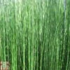 Equisetum Hyemale (Marginal Aquatic) -Perfect Greenery EQUI T78150 A h