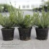 Erica Carnea -Perfect Greenery ERIC CARNEA S45441